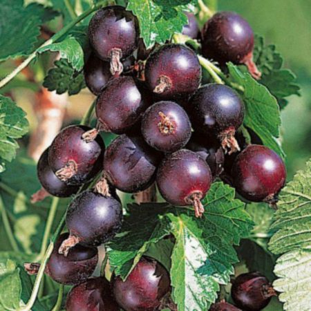 Arbust Fructifer Agris/Coacaz Josta - la ghiveci, 2 ani 2