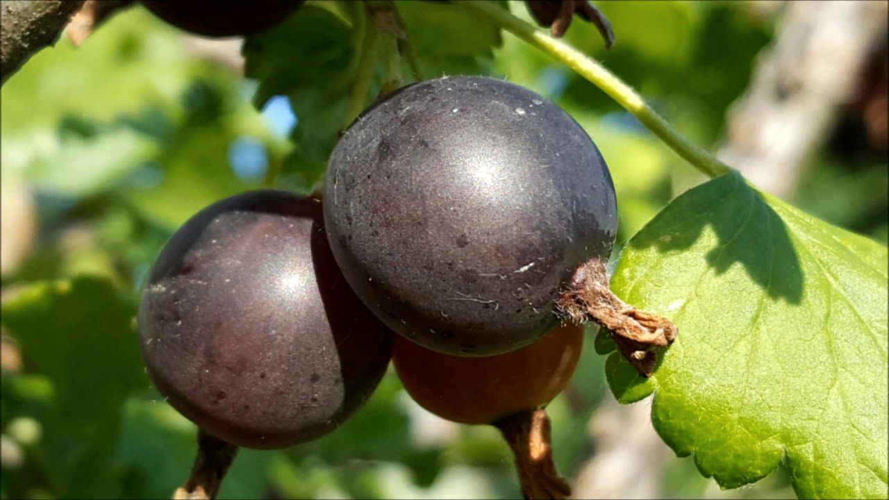 Cand se planteaza agrisul/coacazul - tehnici de plantare