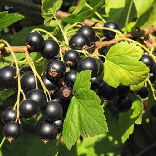 Cand se planteaza agrisul/coacazul - tehnici de plantare