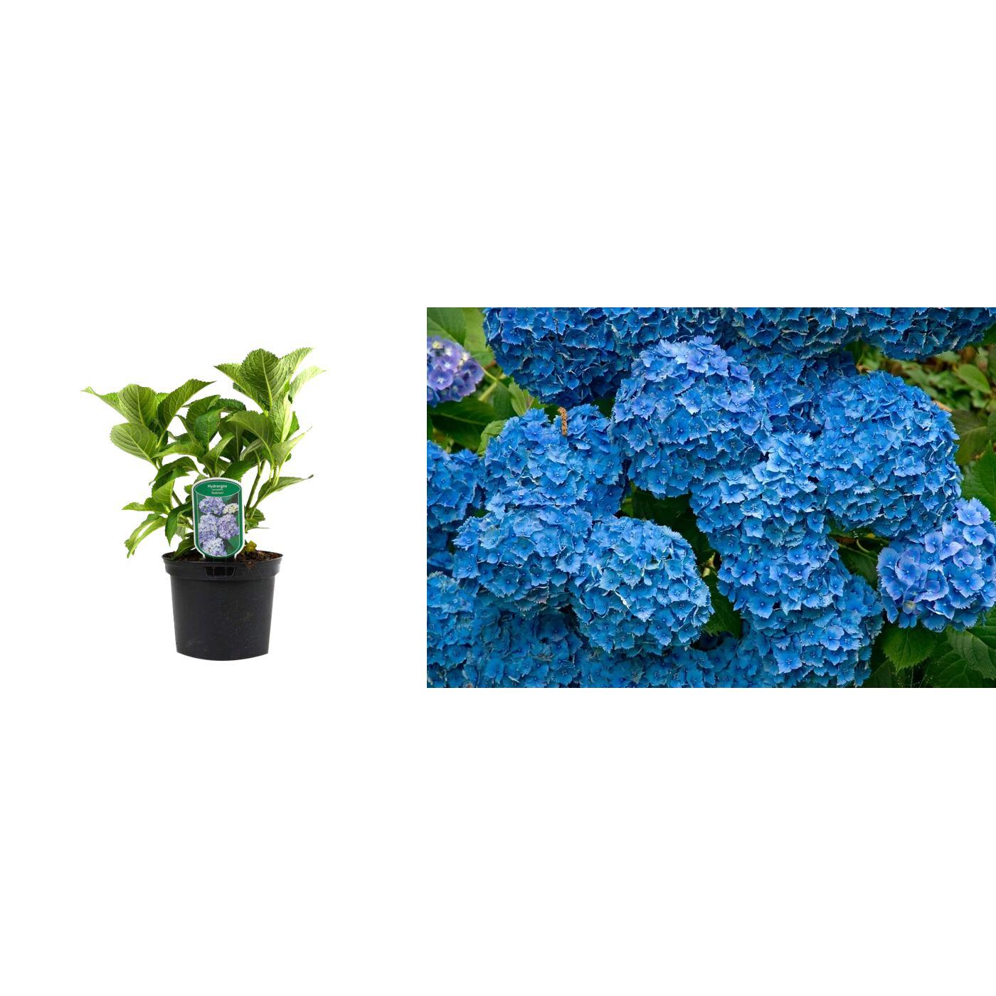Hortensie Albastra (Bodensee) de 20cm 2