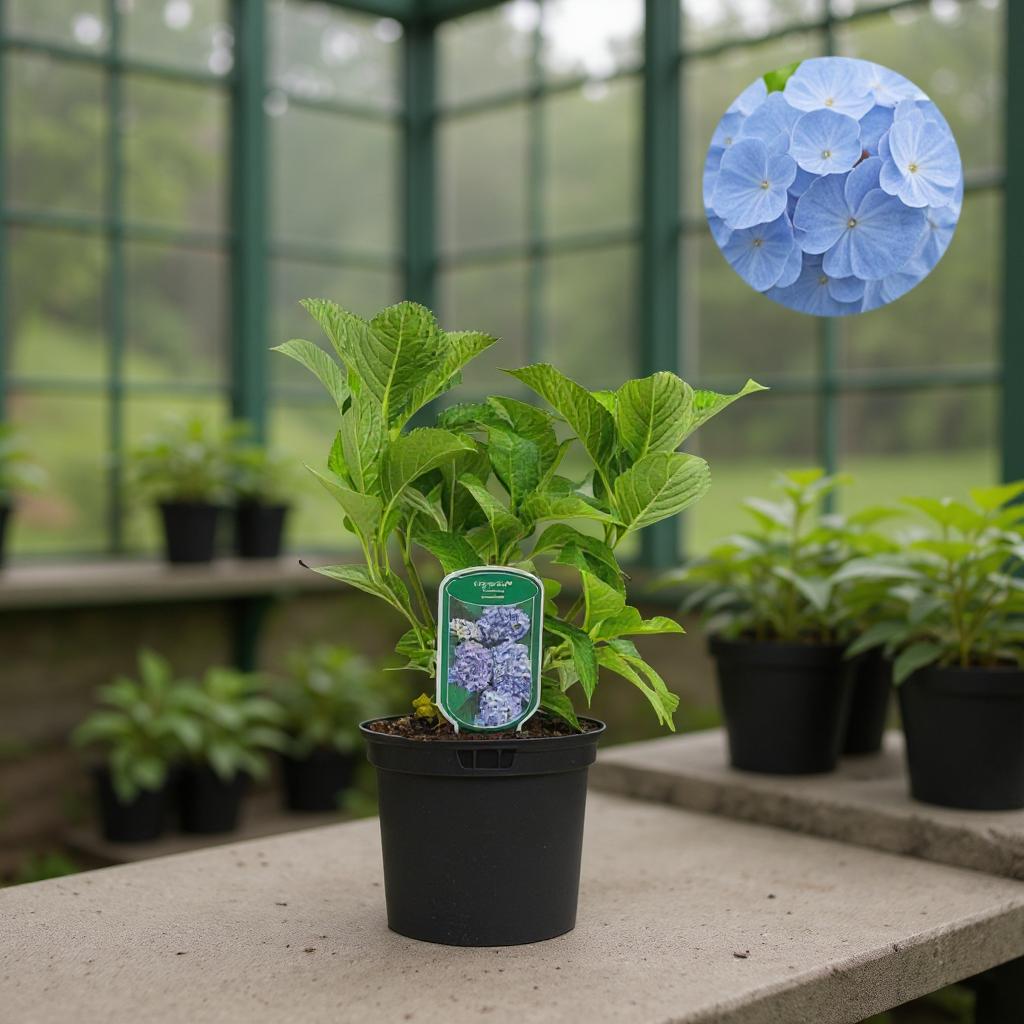 Hortensie Albastra (Bodensee) de 20cm
