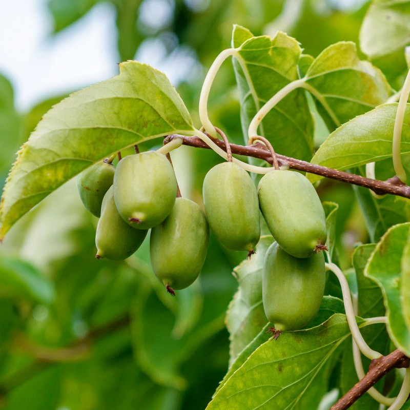 Mini Kiwi Actinidia Arguta - Planta care se poate planta in Romania