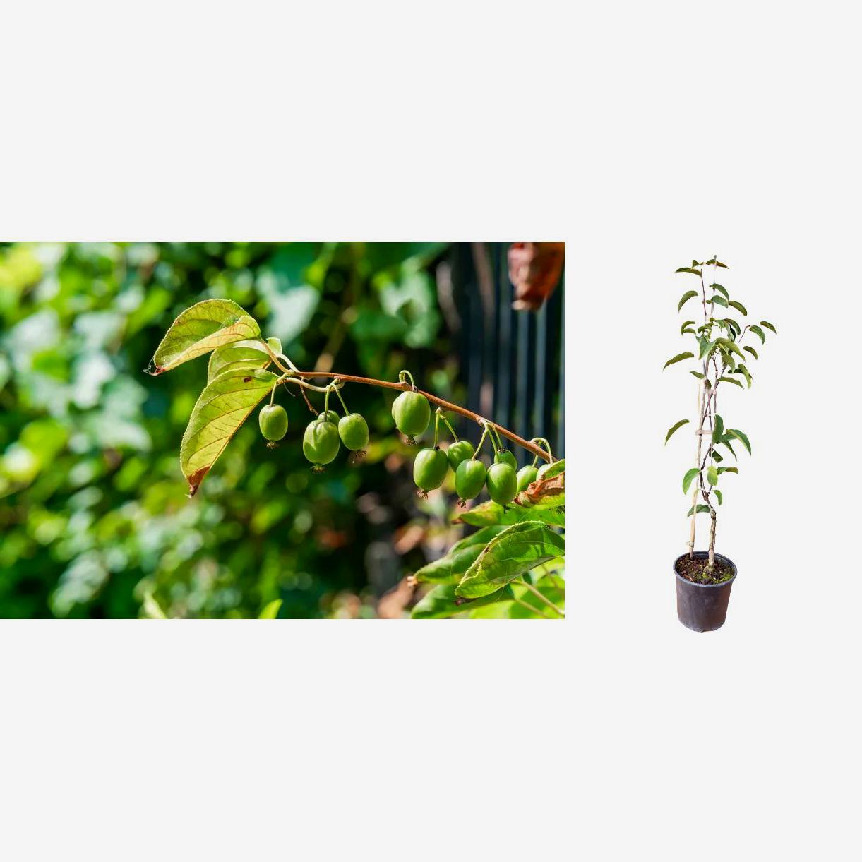 Mini Kiwi Actinidia Arguta (ghiveci) de 2 ani 2