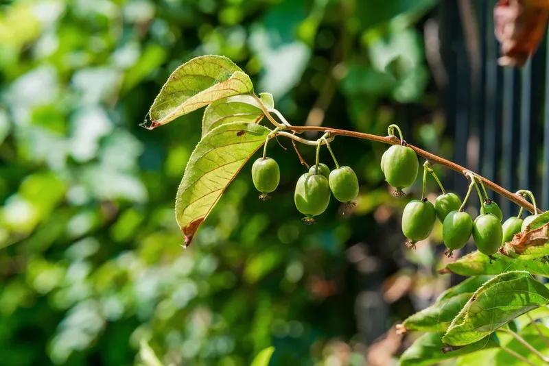 Mini Kiwi Actinidia Arguta (ghiveci) de 2 ani