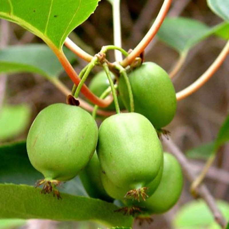 Pasii de ingrijire a Mini Kiwi actinidia arguta issai