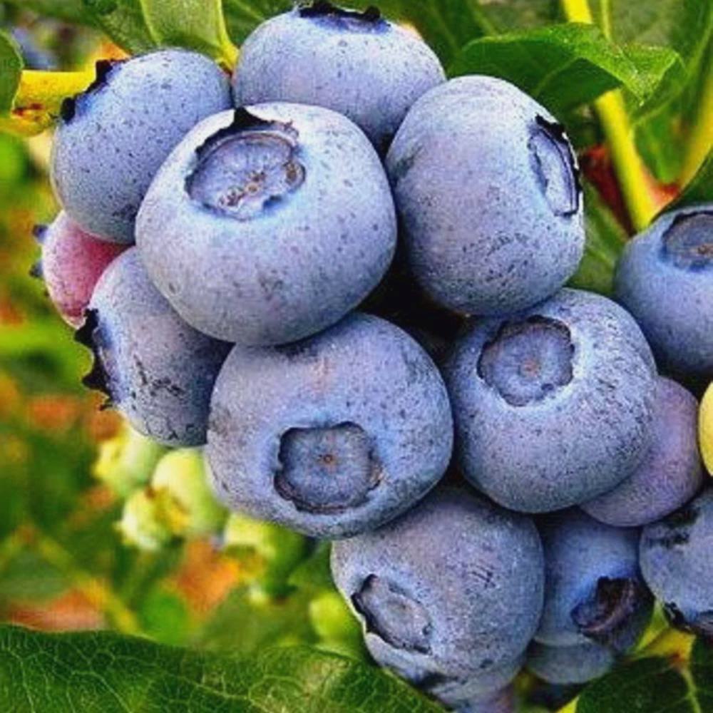 Cele mai bune soiuri de Afin timpuriu pentru Romania