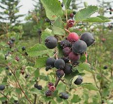 Sunt Afinele otravitoare? Lista celor comestibile si recomandari pentru plantare acasa