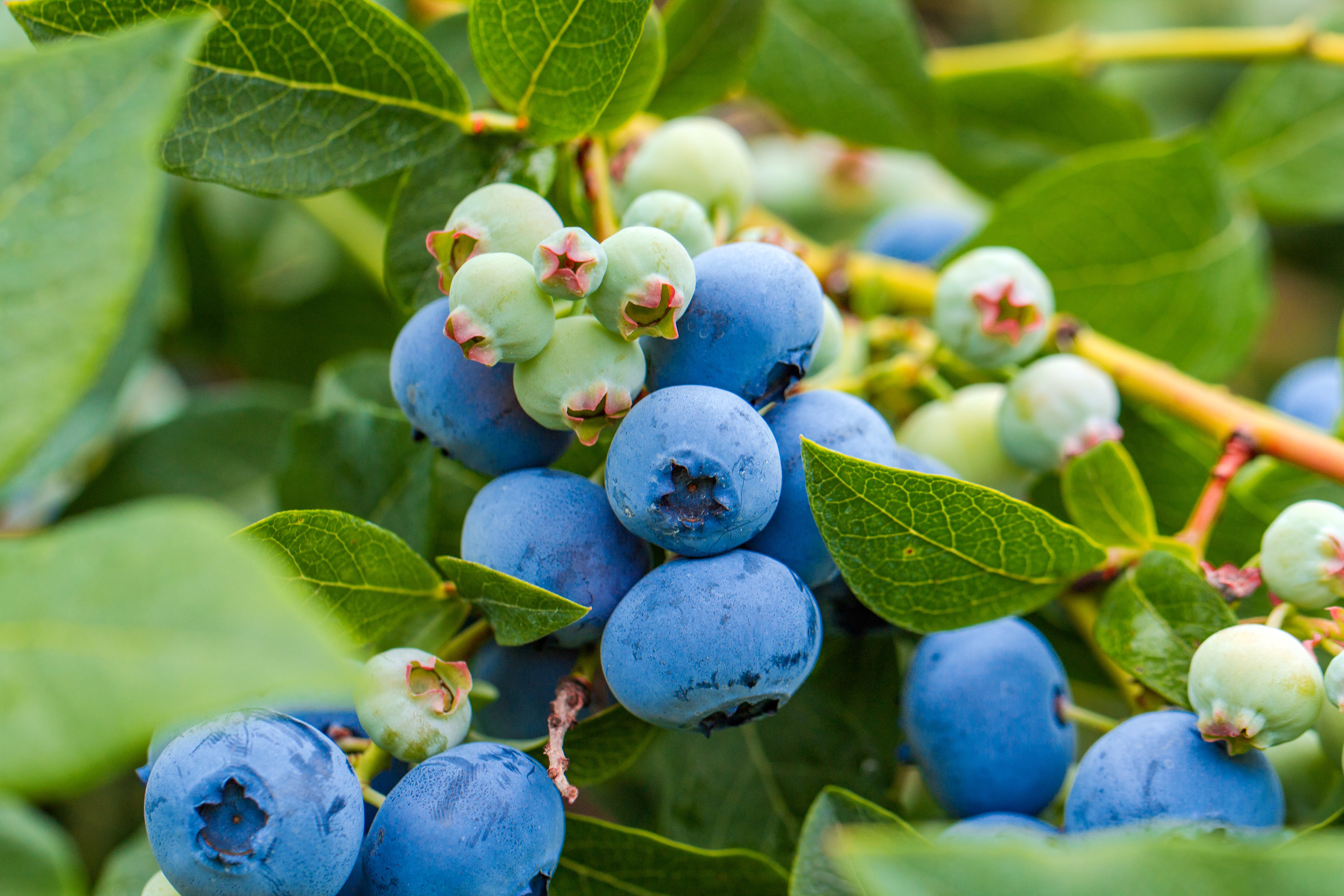 Afin Duke (Vaccinium Duke) de 10-30 cm 2