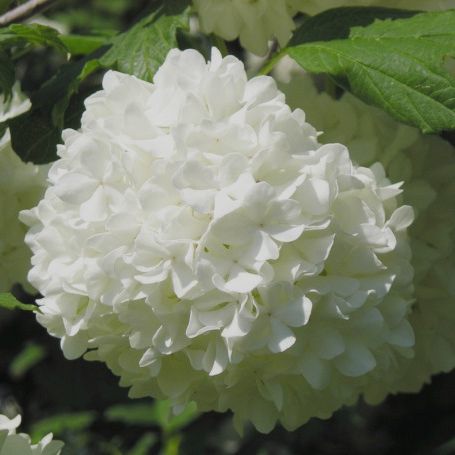 Tehnici de taiere Calin (Viburnum Opulus Roseum) după înflorire