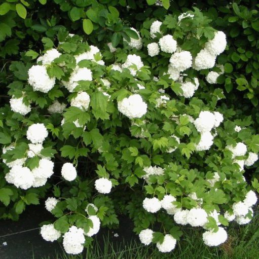 Tehnici de taiere Calin (Viburnum Opulus Roseum) după înflorire