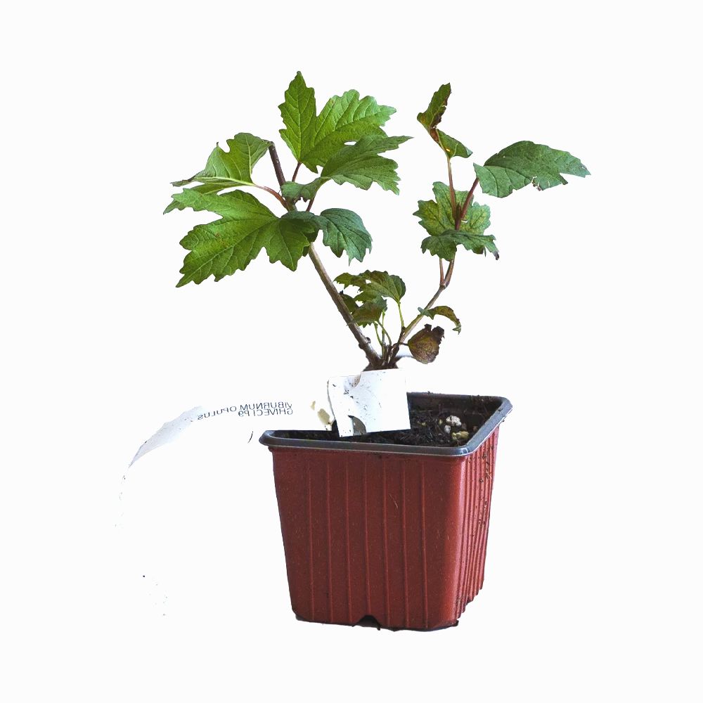 Calin (Viburnum Opulus Roseum) la Ghiveci - (Bulgare de zapada)