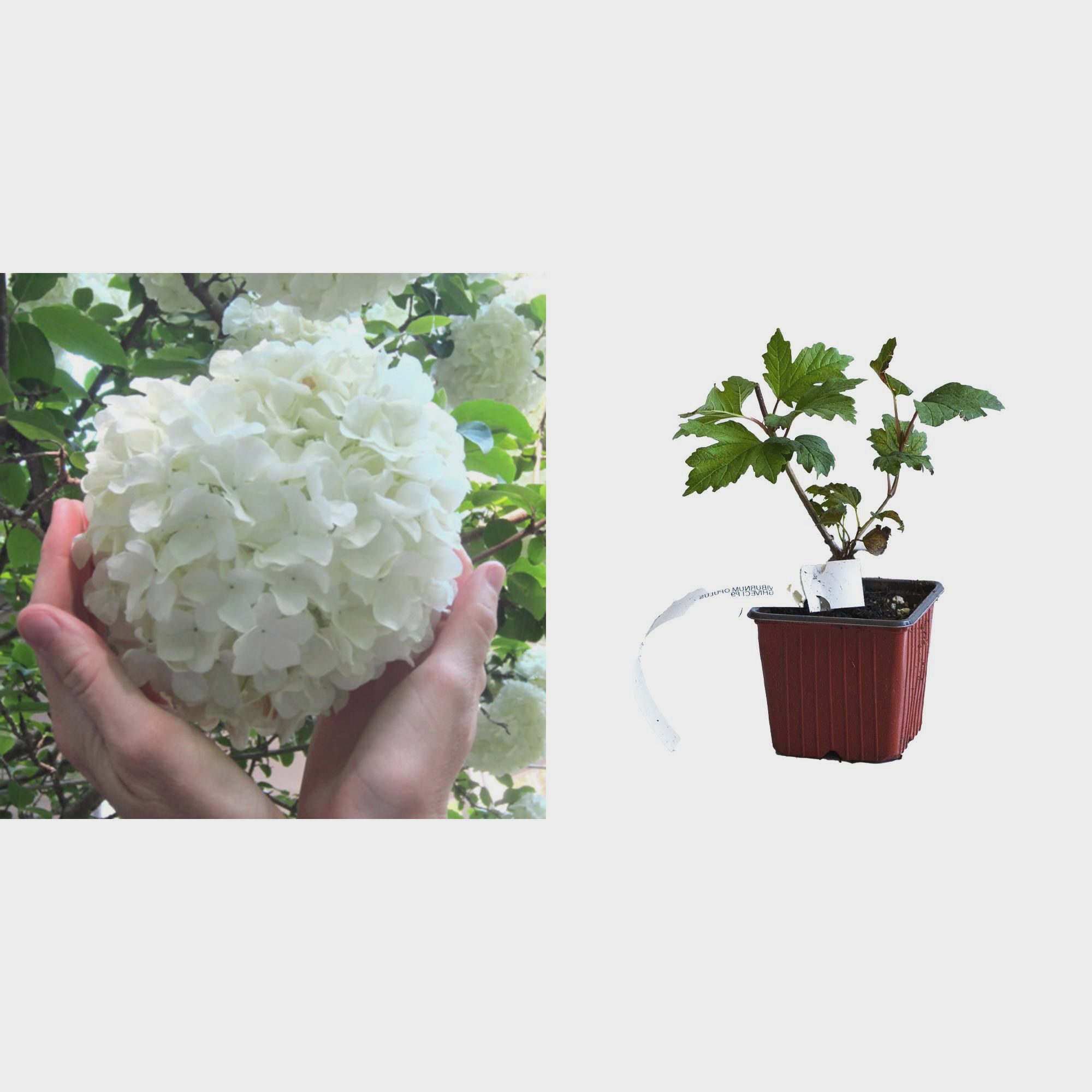 Calin (Viburnum Opulus Roseum) la Ghiveci - (Bulgare de zapada) 2