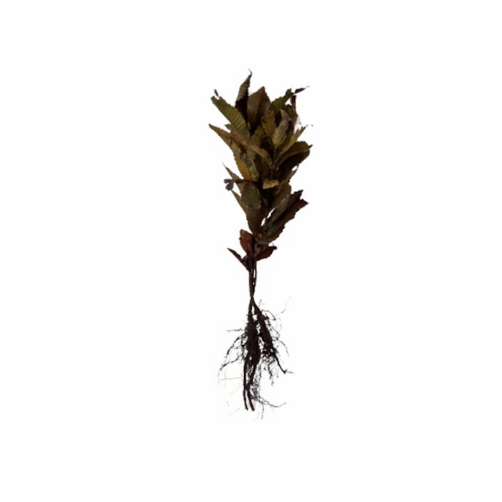 Castan Comestibil (Castanea Sativa) la ghiveci, planta de 2 ani cu frunze verzi strălucitoare