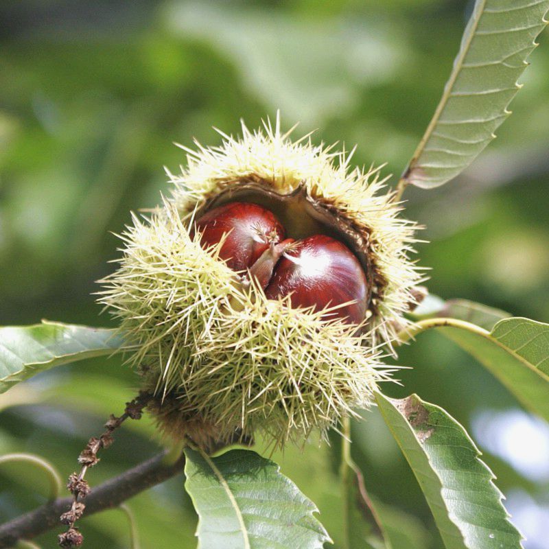 Castan Comestibil (Castanea Sativa) la ghiveci - 2 ani 2