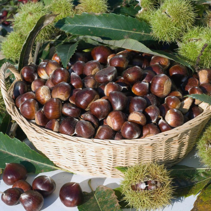 Diferenta dintre castane comestibile si necomestibile - De Stiut
