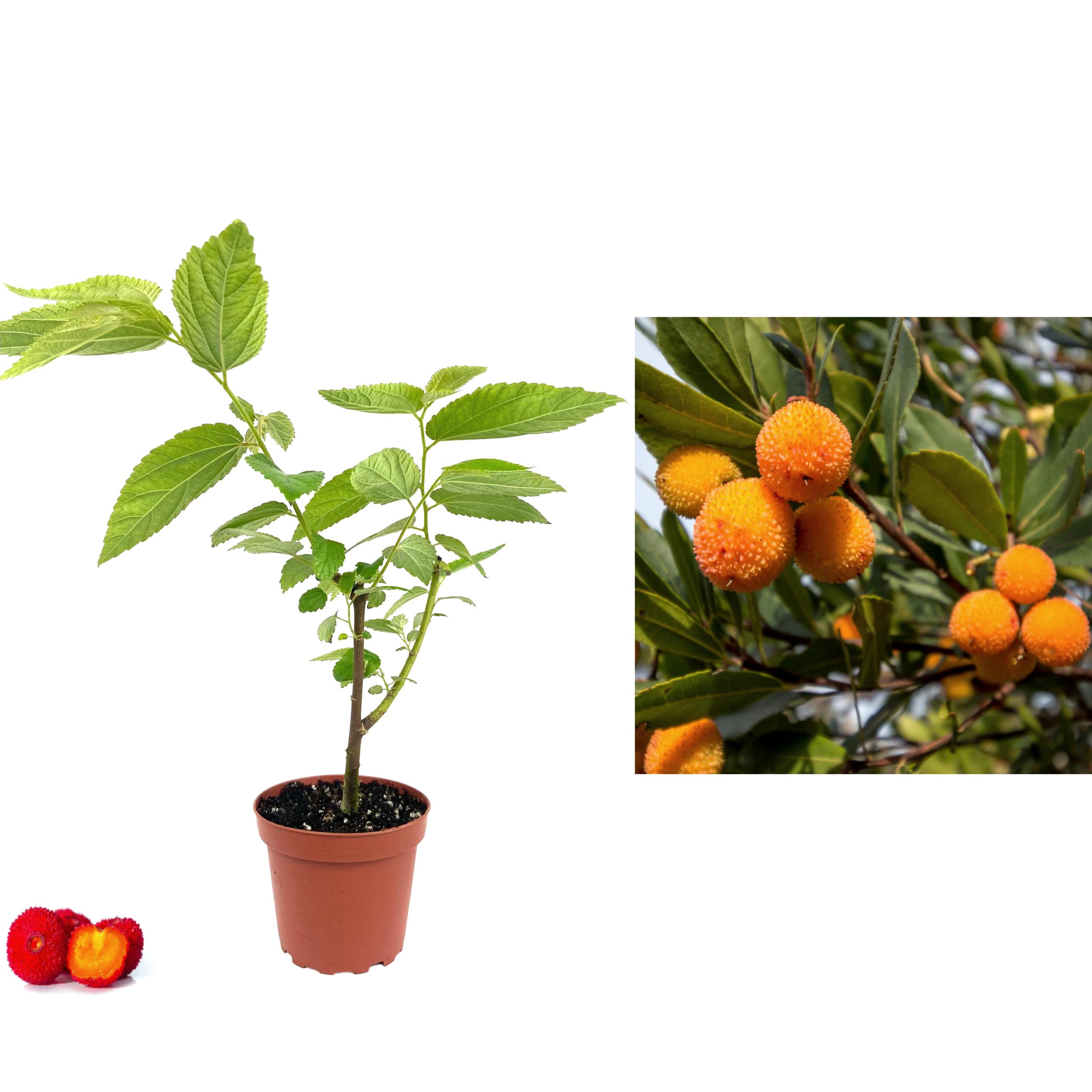 Copac de Capsuni (arbore arbutus unedo) de 20-40 cm 2