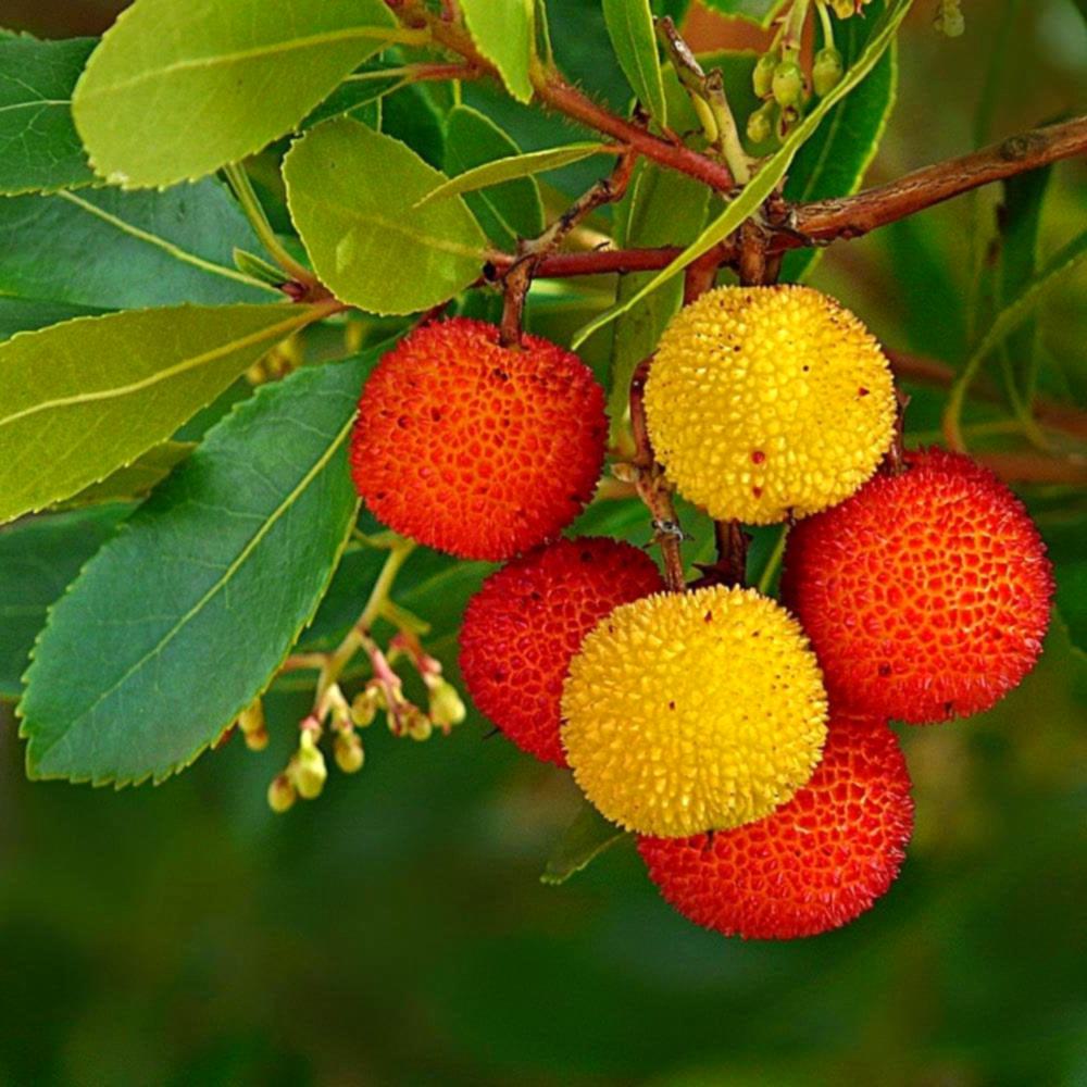 Cultivare arbore de capsuni la ghiveci