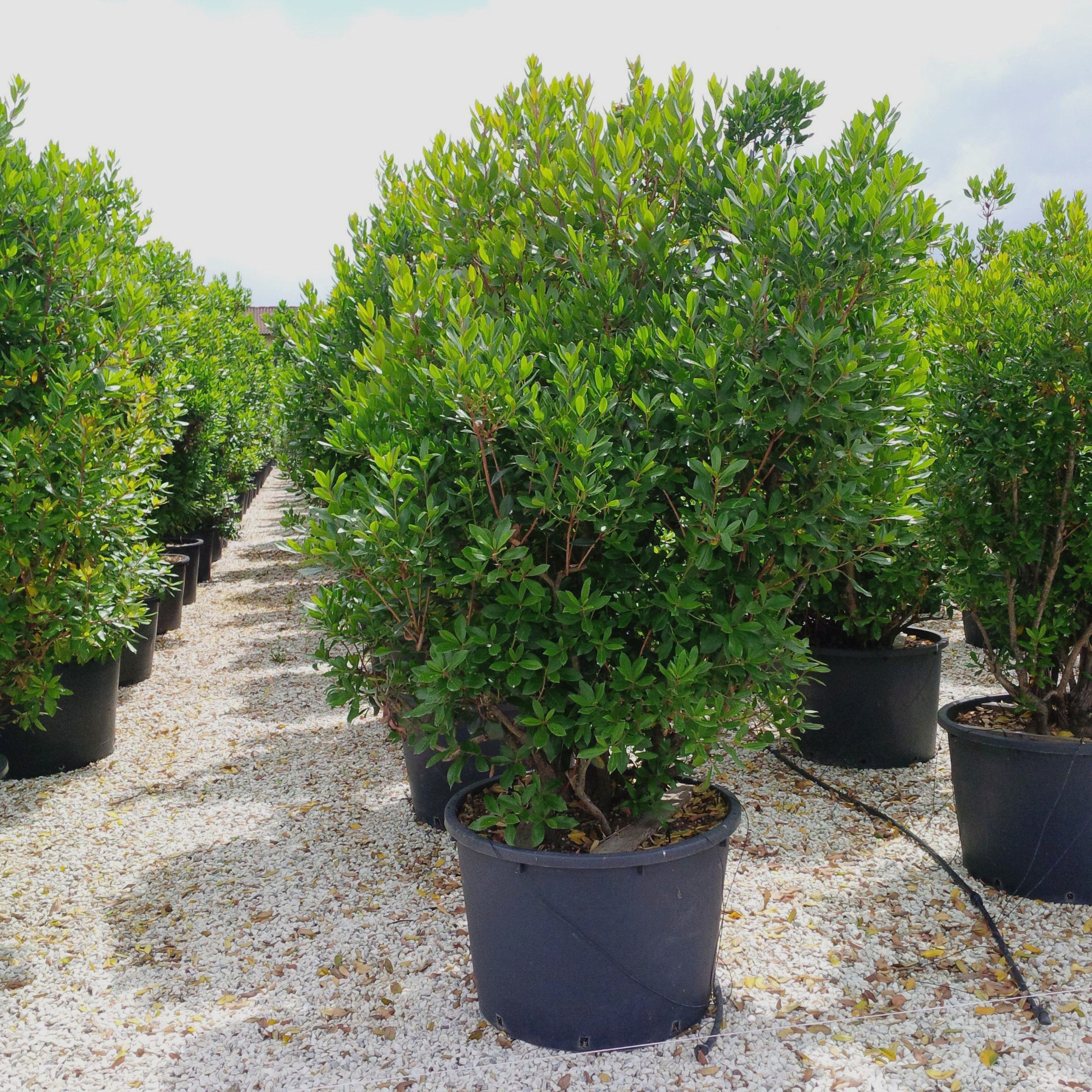 Cultivare arbore de capsuni la ghiveci