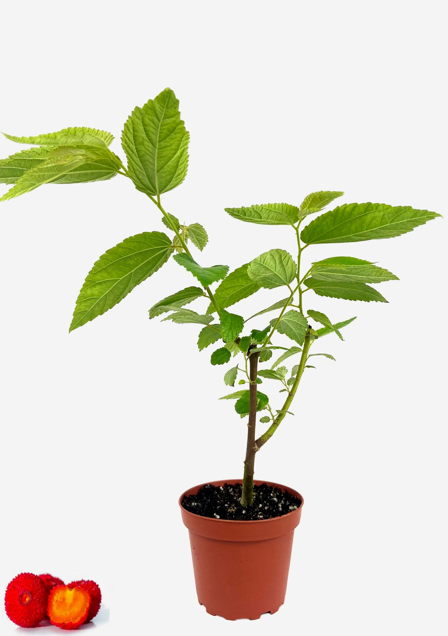 Copac de Capsuni (Arbore Arbutus unedo) de 20-40 cm în grădină