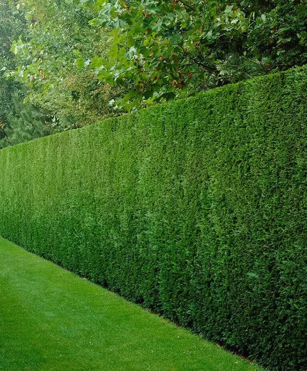 Chiparosul Tuia Leylandii - La ce distanta se planteaza