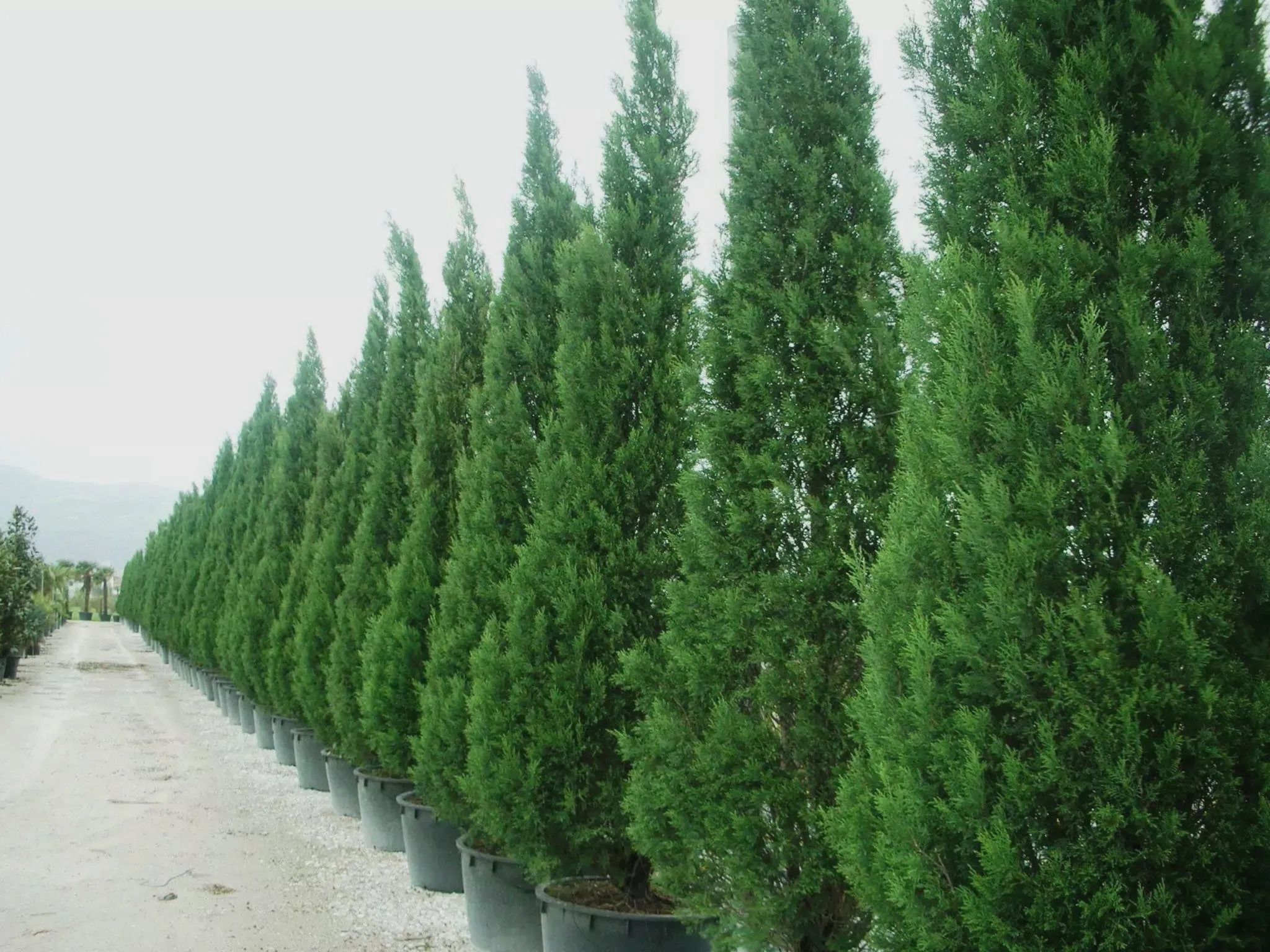 Chiparosul Tuia Leylandii - La ce distanta se planteaza
