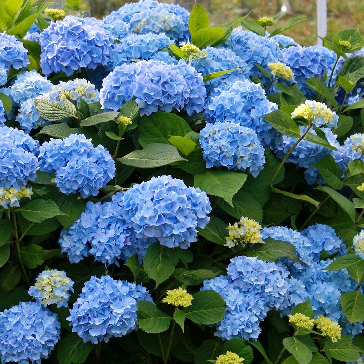Informatii de fertilizare a Hortensiei Albastre (Bodensee)