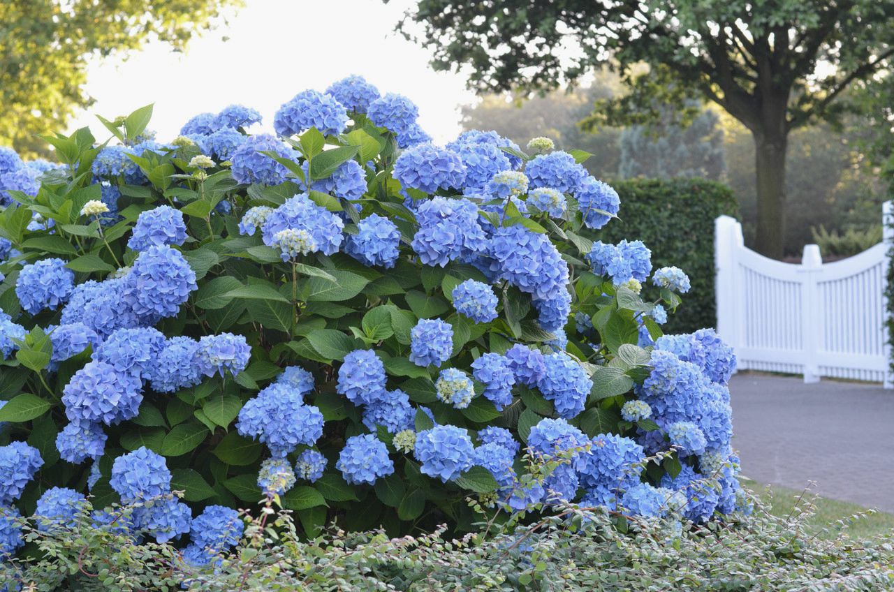 Hortensie Albastra (Nikko Blue) la ghiveci 2