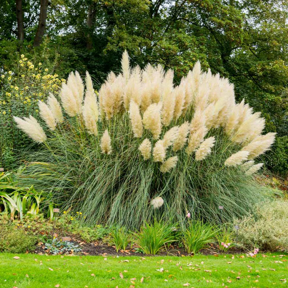 Este Iarba de Pampas perena? Reguli de ingrijire