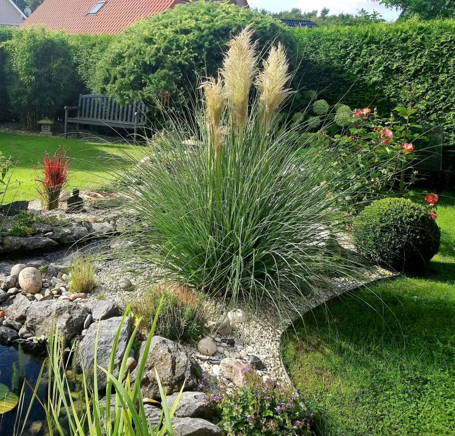 Unde poti planta Iarba de Pampas pentru o crestere optima