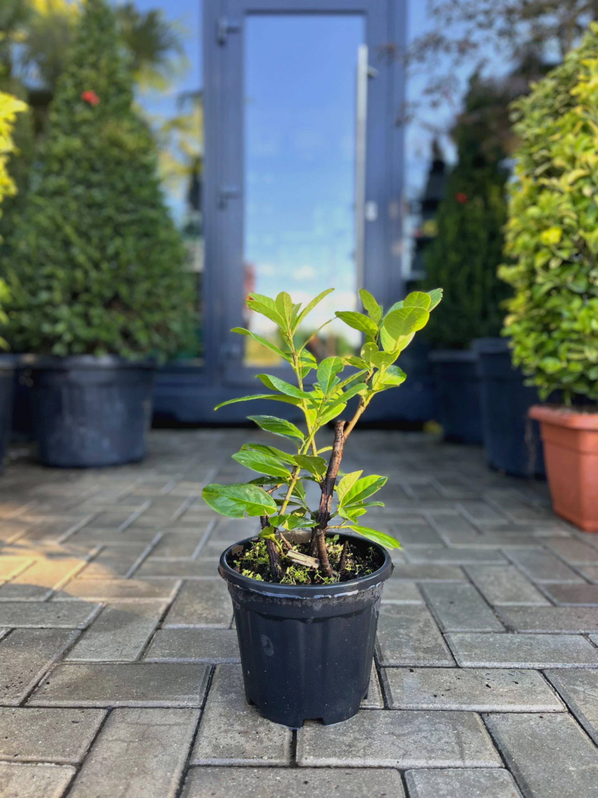 Laur Englezesc (Prunus Laurocerasus) la 5-10 cm în grădină