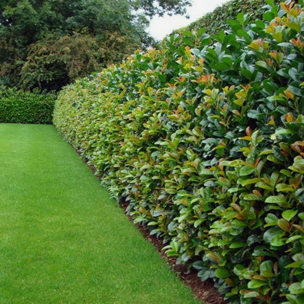 Laur Englezesc - Cele mai comune boli ale Prunus Laurocerasus