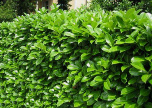 Tehnici de inmultire ale laurului englezesc - prunus laurocerasus