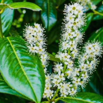 Tehnici de inmultire ale laurului englezesc - prunus laurocerasus