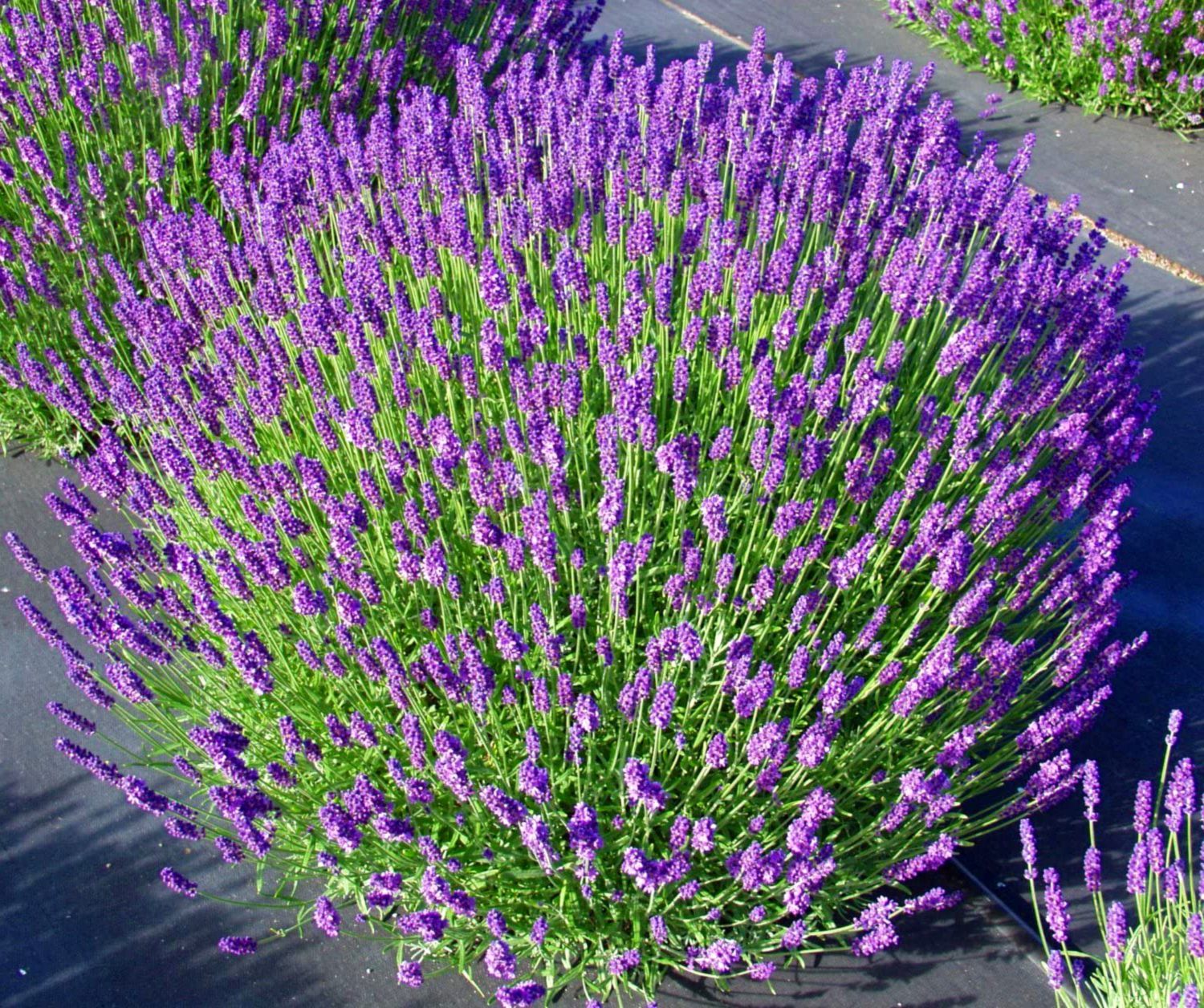 Lavanda Hidcote (Lavandula angustifolia) la ghiveci 2 ani 2