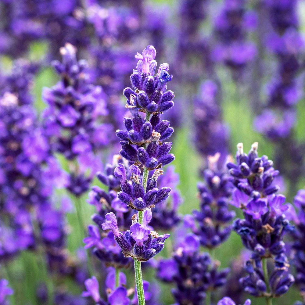 Lavanda - Solul ideal si cum sa o feresti de boli si daunatori