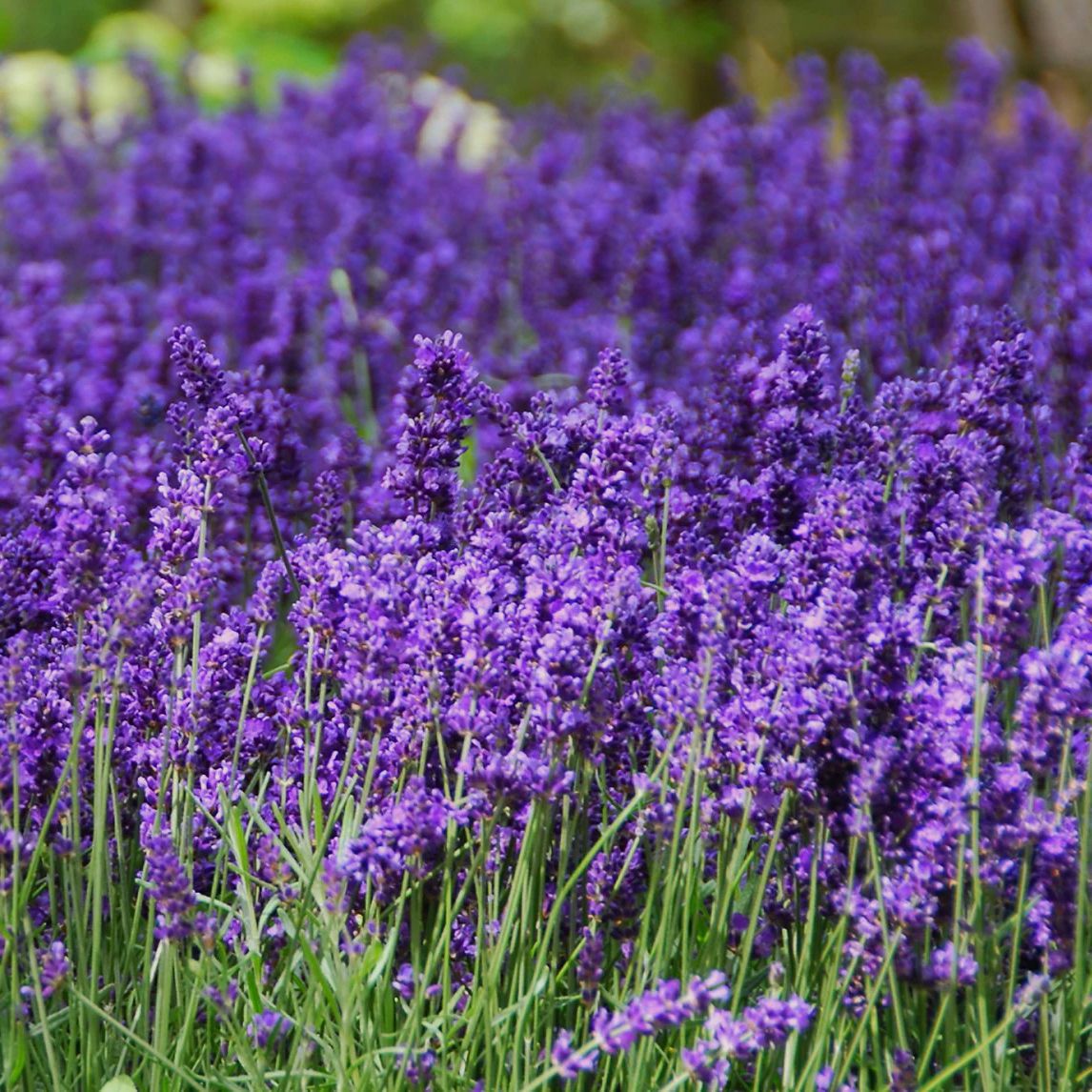 Este profitabil sa cultivi Lavanda? Beneficii imense!