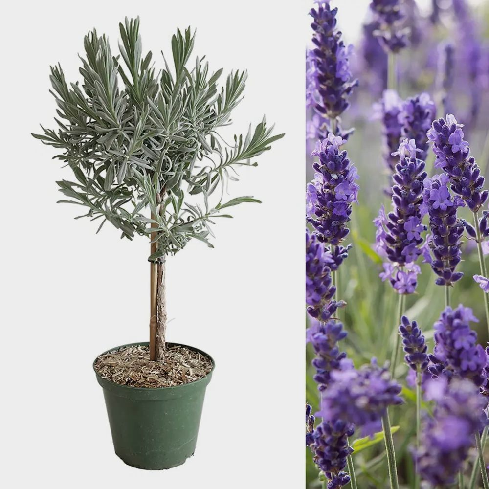 Este profitabil sa cultivi Lavanda? Beneficii imense!
