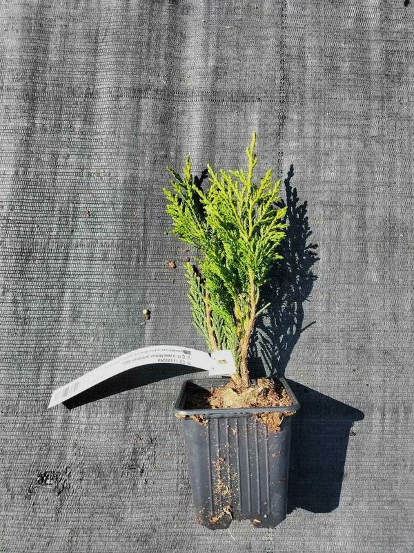 Chiparos Leylandii 2001 (Gard Viu) de 5-10cm
