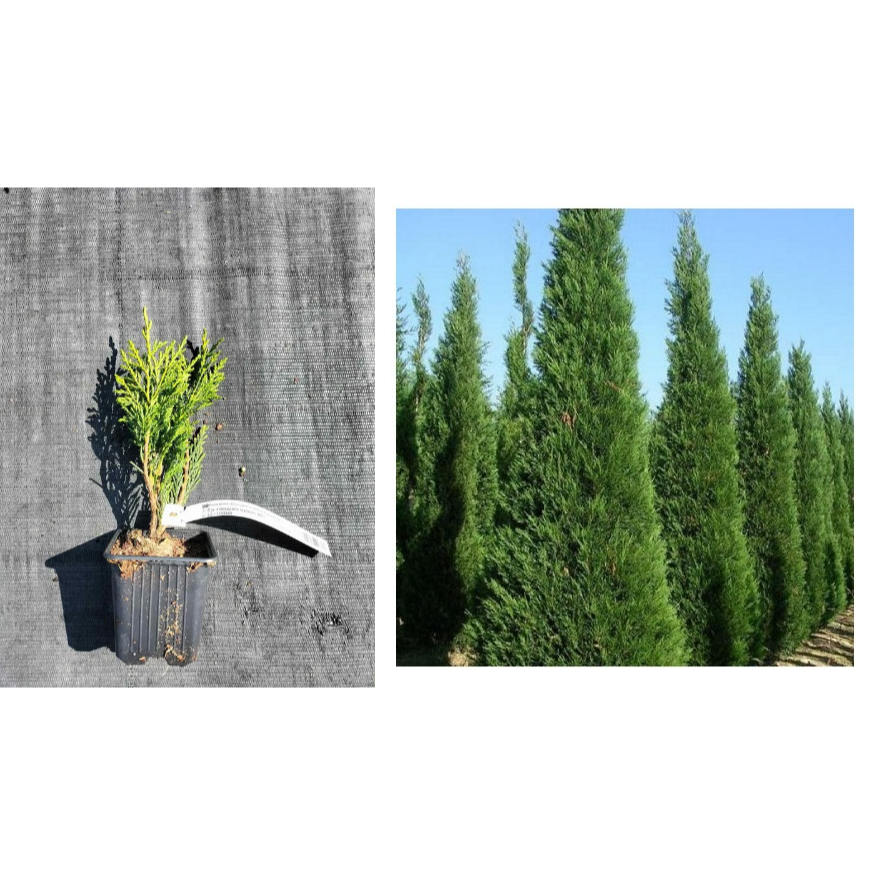 Chiparos Leylandii 2001 (Gard Viu) de 5-10cm 2
