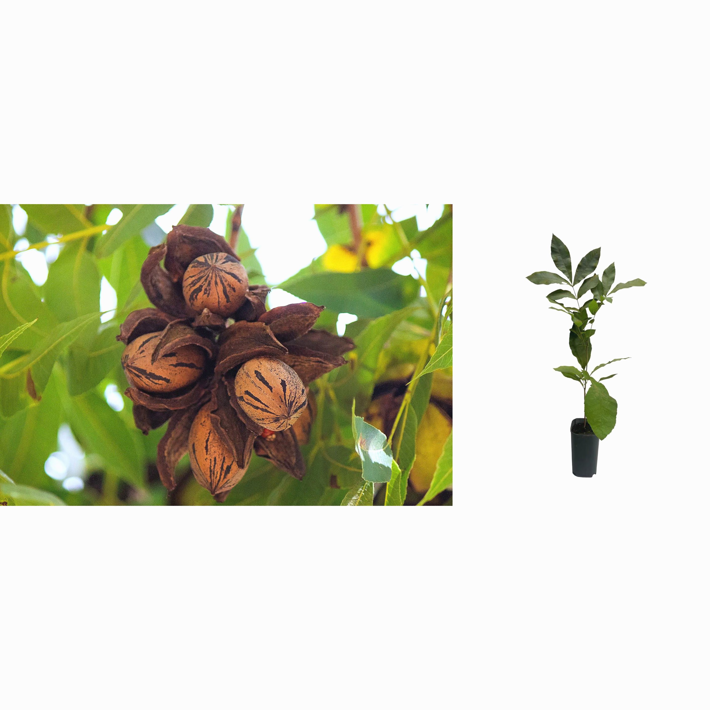 Nuc Pecan (Carya Illinoensis) la 20-40 cm 2