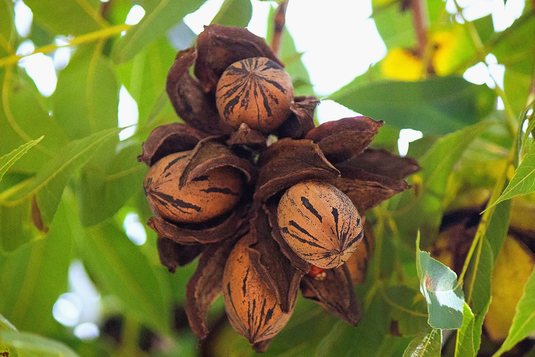 Cum si de ce sa cultivi Nucul Pecan
