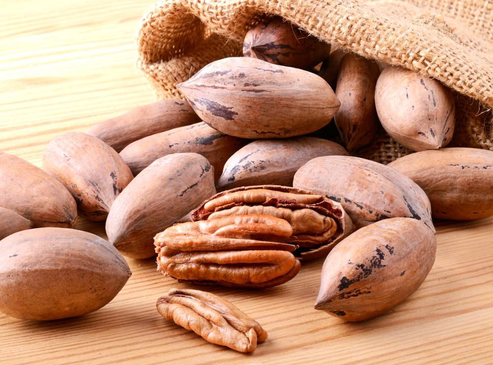 Nucul Pecan - Productivitatea lui in Romania