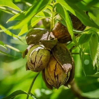 Nucul Pecan - Productivitatea lui in Romania