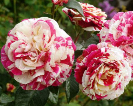 Trandafir Catarator Vanille Fraise Roz în ghiveci, cu flori roz vibrant