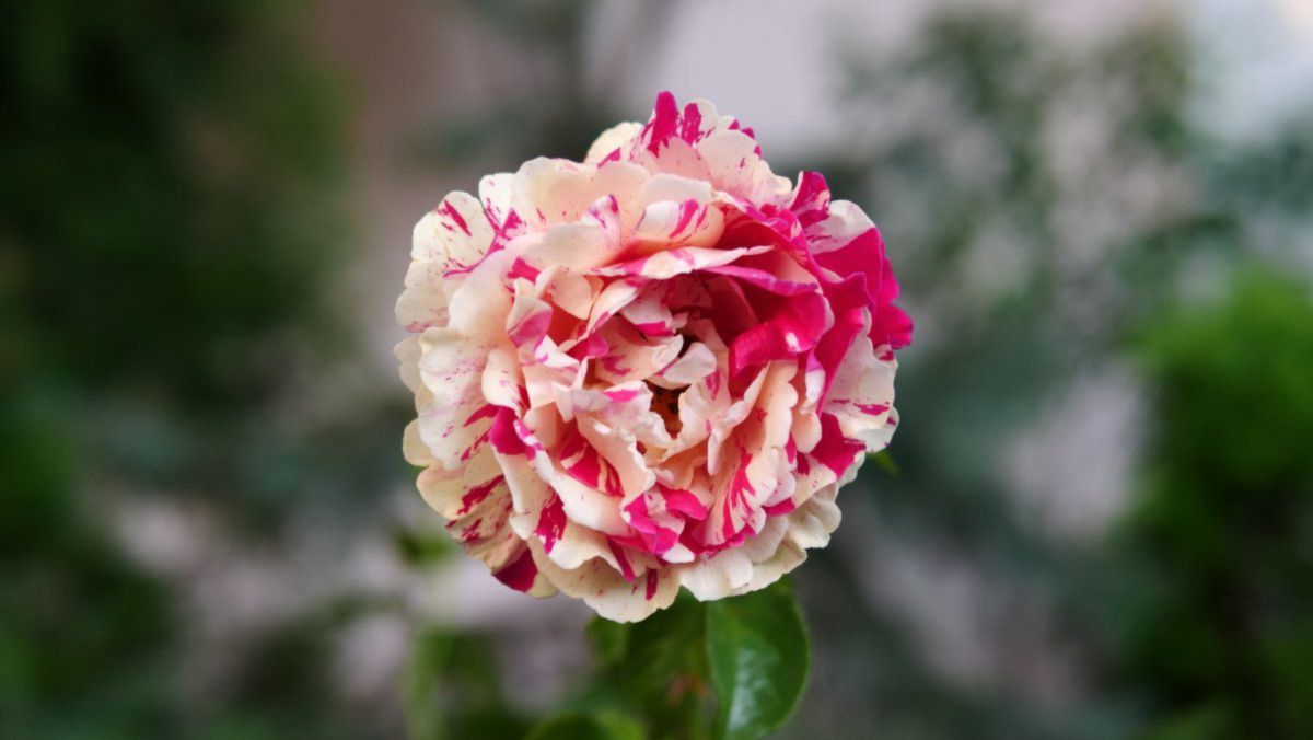 Trandafir Catarator (Vanille Fraise Roz) la Ghiveci 2