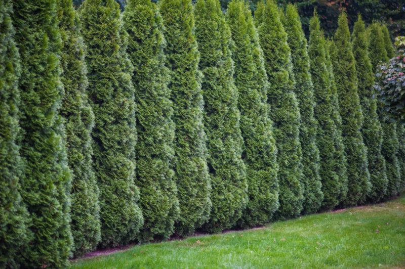 De ce este bine sa plantezi tuia in curte - sfatul gradinarului