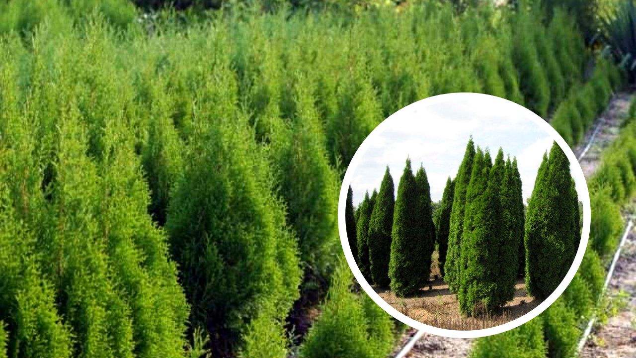De ce este bine sa plantezi tuia in curte - sfatul gradinarului