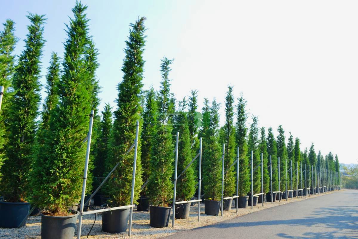 Tuia Leylandii - Cand si cum se tunde 