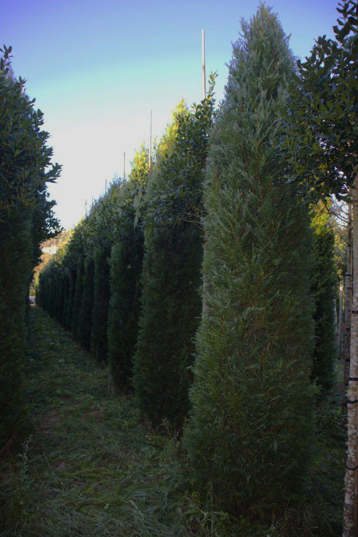 Tuia Leylandii - Cand si cum se tunde 