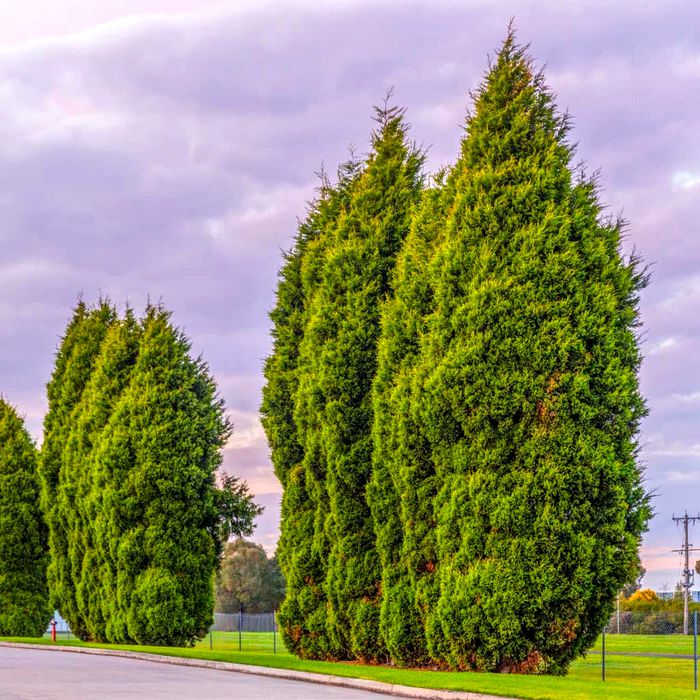 Raport de crestere si inaltimea maxima a Chiparosului Leylandii